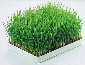 Bibit Wheat Grass