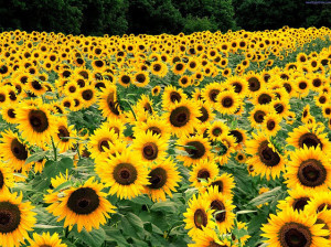 82+ Gambar Ragam Hias Bunga Matahari Paling Hist