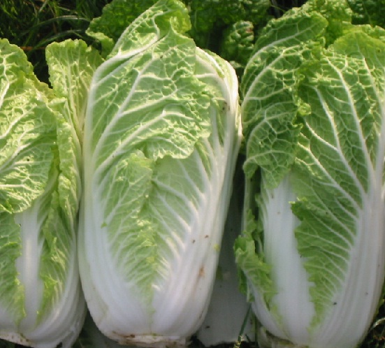 Benih Sawi Putih Chinese Cabbage 100 Biji Non Retail