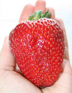 The Giant Strawberry