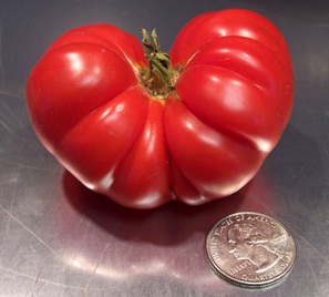 Tomat Costoluto Genovese
