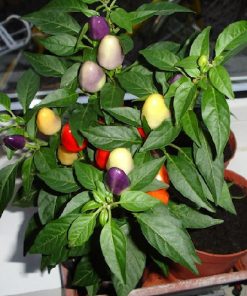 Bolivian Rainbow cocok ditanam di pot (indoor) maupun outdoor