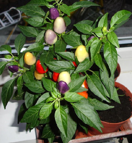 Bolivian Rainbow cocok ditanam di pot (indoor) maupun outdoor