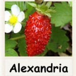 Strawberry alpine