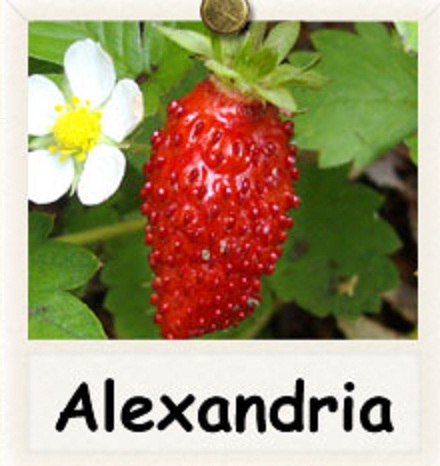 Bibit Strawberry Alexandria