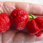 Benih Trinidad Scorpion Moruga Blend 2 Biji - Non Retail - BibitBunga.com