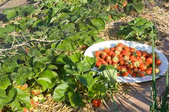 Cara Menumbuhkan Strawberry di Dataran Rendah dan Panas