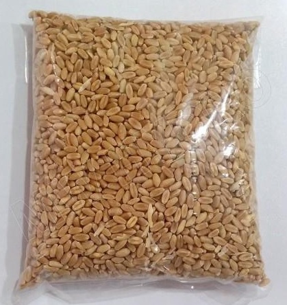 wheatgrass-rumput-gandum-250-gram