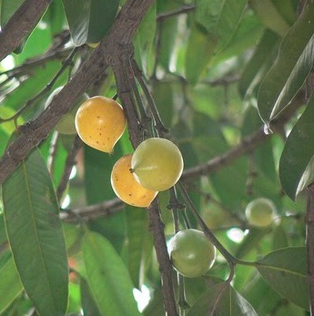 Bibit Buah Asam Kandis