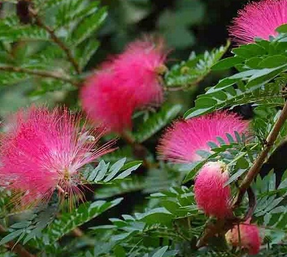 Bunga Kaliandra Pink