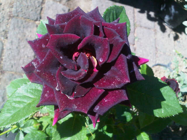 mawar-hitam