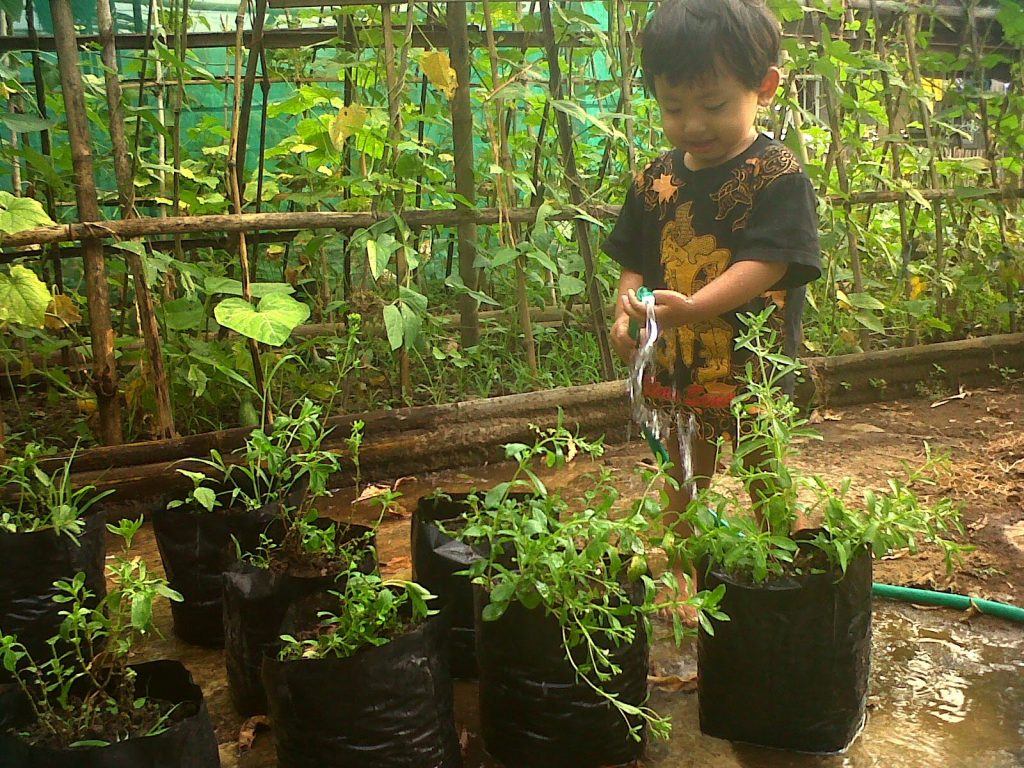 Makanan dan minuman manis mempunyai penggemar yang sangat banyak Stevia rebaudiana, Si Manis Pengganti Gula Natural