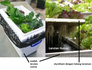 BELAJAR DASAR - DASAR BERKEBUN YUKKK