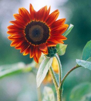 Cara Menanam Bunga Matahari yang Benar