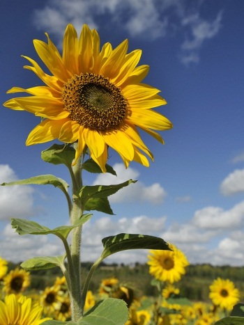 Cara Penyemaian Biji Bunga Matahari