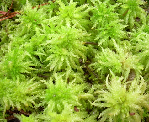 Gambar Sphagnum Moss Hidup