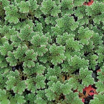 Tanaman Azolla