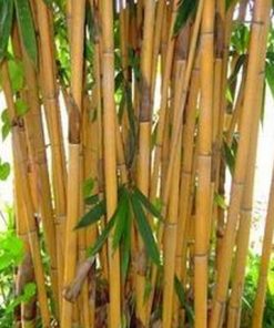 Tanaman Bambu  Kuning  XL