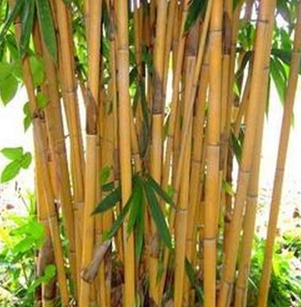 bambu-kuning-besar