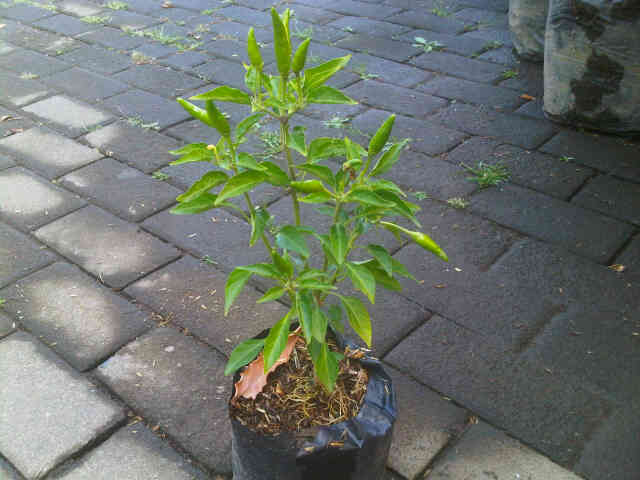  meski memang tidak sepedas cabai rawit merah Cara Menanam Cabe Rawit Hijau dari Biji dengan Polybag