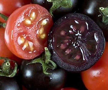 Perbandingan warna daging (isi dalam) buah tomat ungu dan tomat merah biasa.