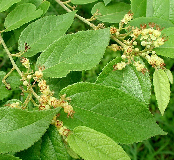 jati-belanda-guazuma-ulmifolia