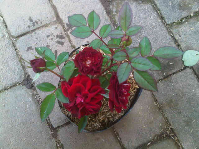 mawar-floribunda-merah-2