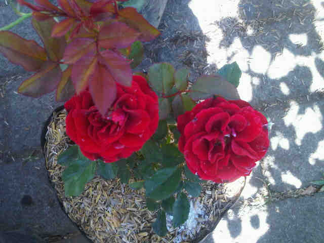 mawar-floribunda-merah