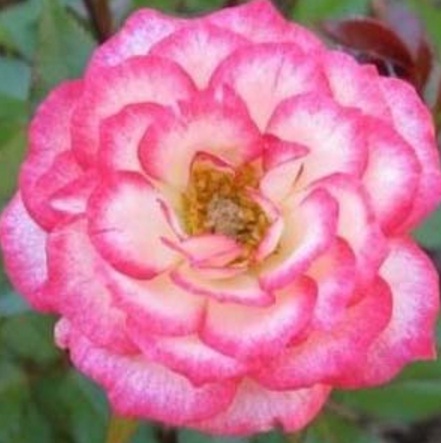 mawar-pink-carousel