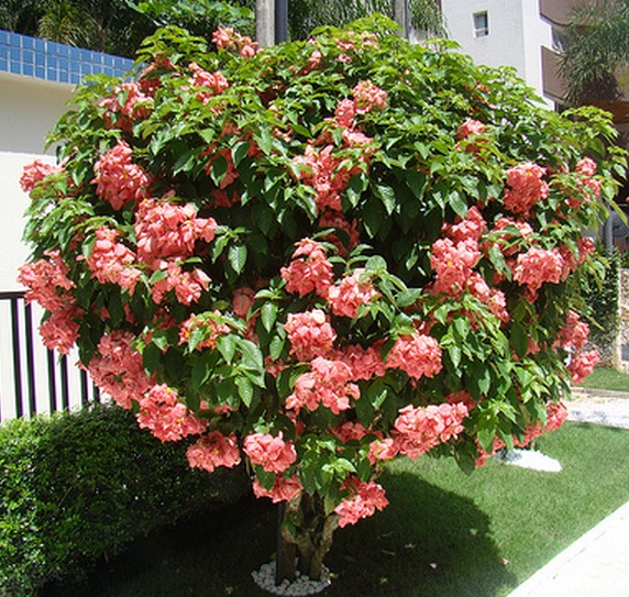 pohon-bunga-mussaenda