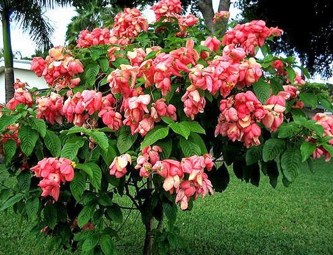 Nama latin bunga nusa indah