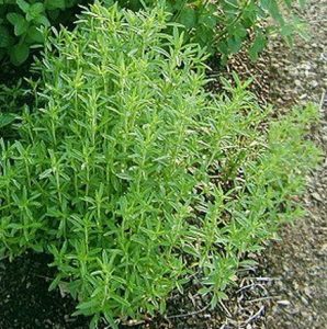 Tanaman Summer Savory