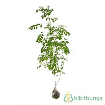Tanaman Meniran - BibitBunga.com