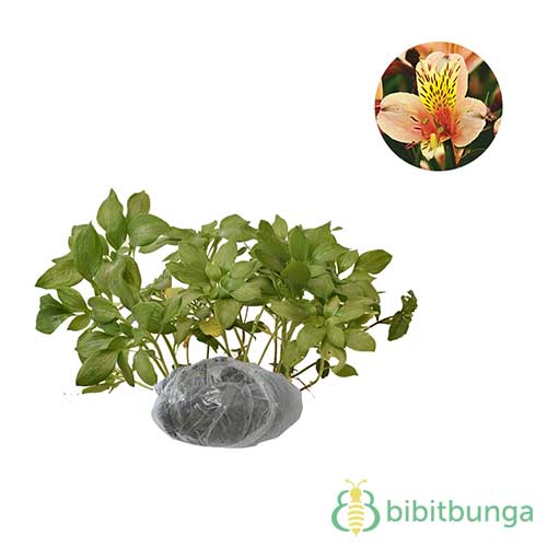 Tanaman Peruvian Lily