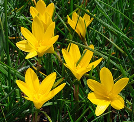 zephyranthes-kuning