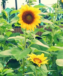 Jual Tanaman Bunga Matahari Sunflower Bibitbunga Com