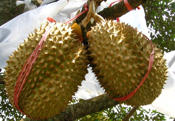 durian-montong