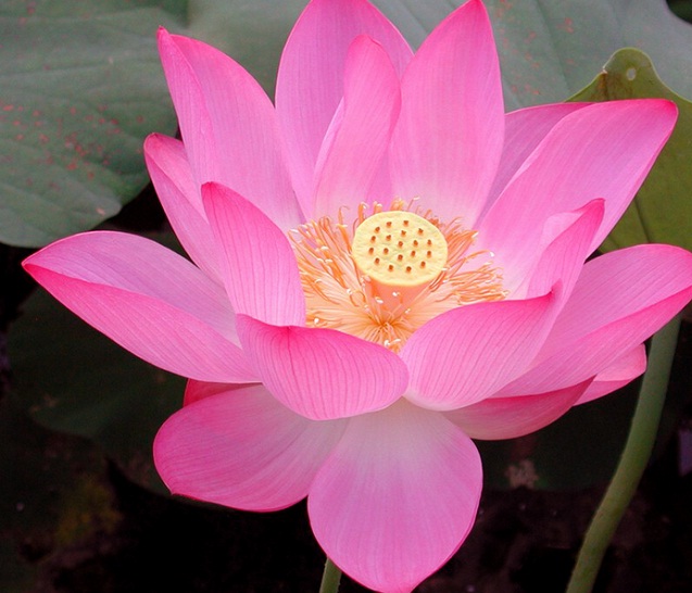 lotus-pink