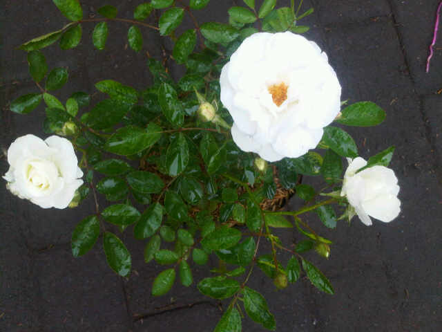 mawar-floribunda-putih