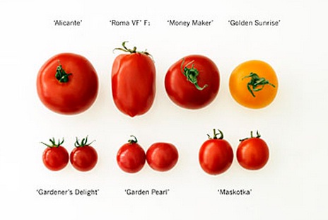 perbandingan-tomat-impor