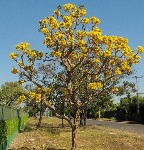 Benih Tabebuia Aurea