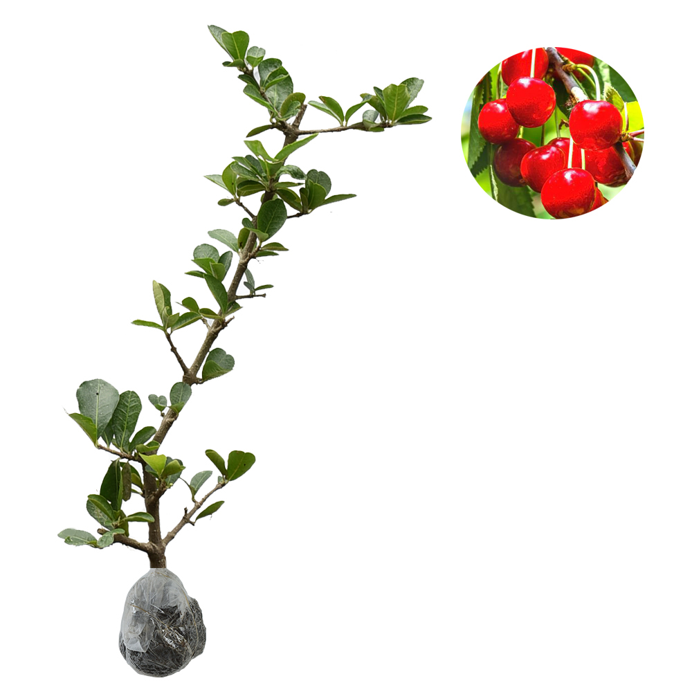 tanaman-barbados-cherry