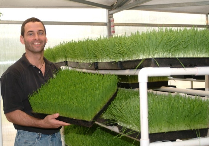 Tanam wheatgrass Anda dan panen hanya dalam  Cara Menanam Wheatgrass Hidroponik (Tanpa Tanah) maupun Dengan Tanah