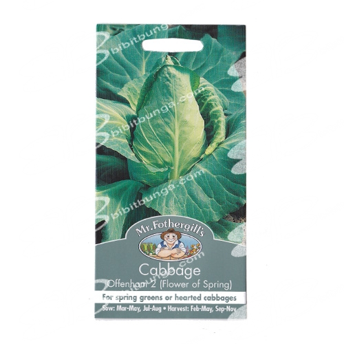 cabbage-offenham-2