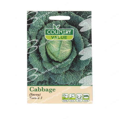 cabbage-savoy-vertus-3