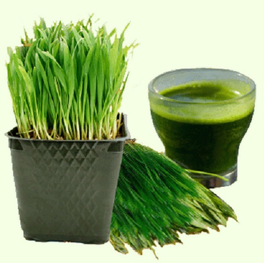 cara menanam wheatgrass atau rumput gandum