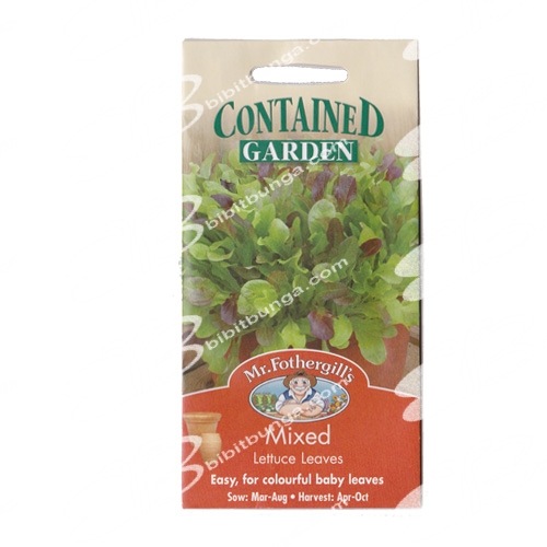 lettuce-mixed-khusus-pot