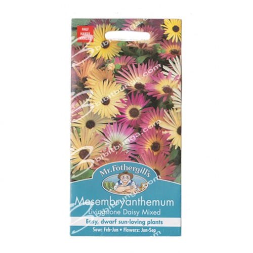 mesembryanthemum-livingstone-daisy