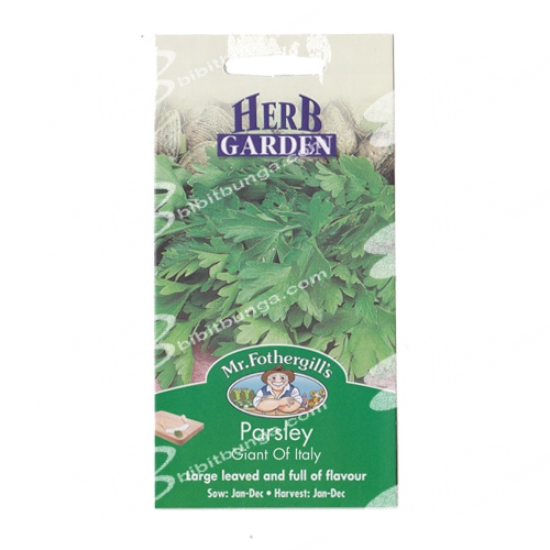 parsley-giant-of-italy