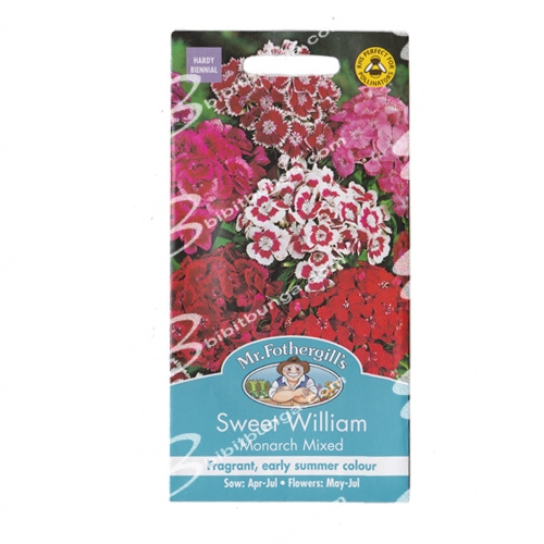 sweet-william-monarch-mixed